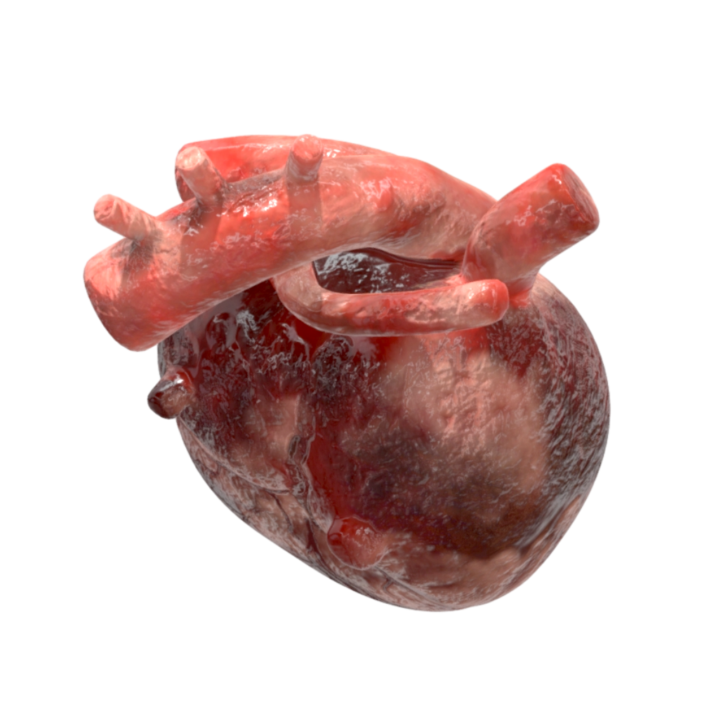 3D heart model