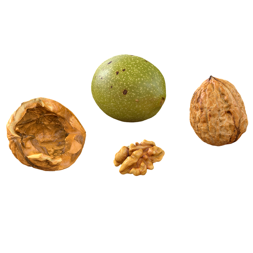 Walnut