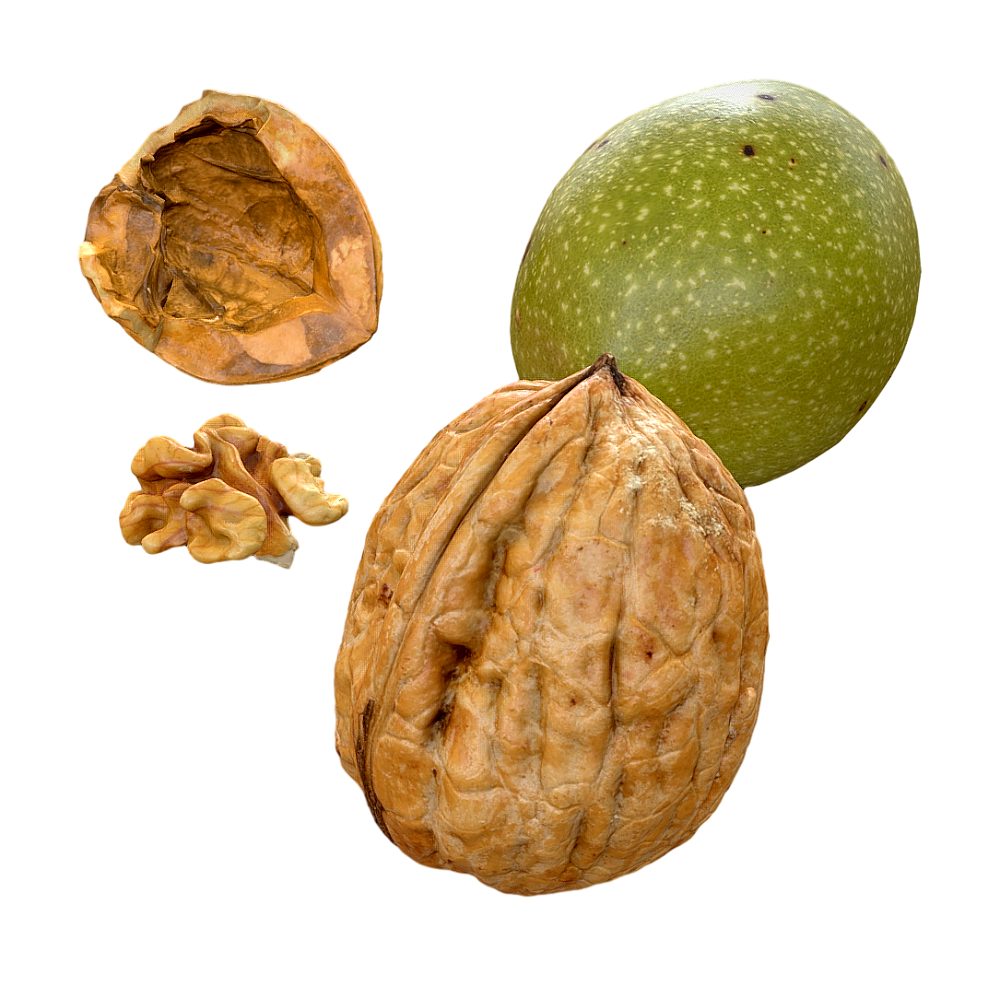 Walnut