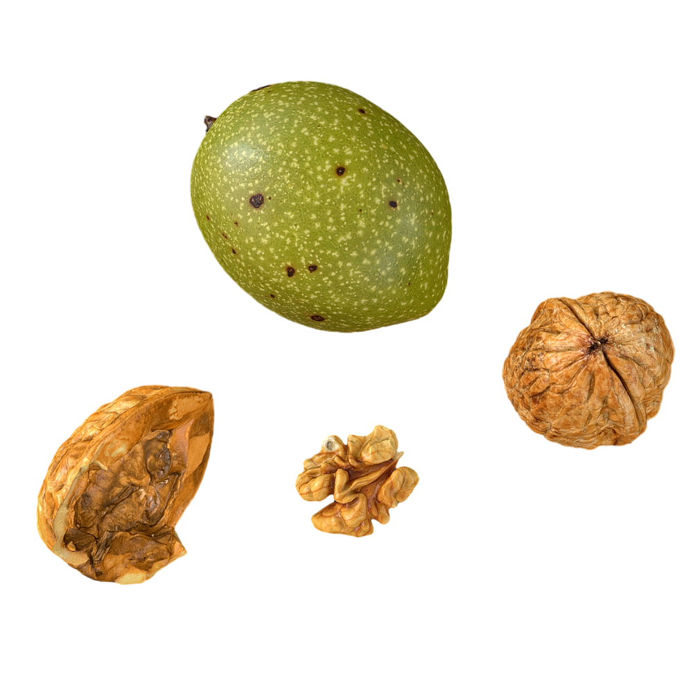 Walnut