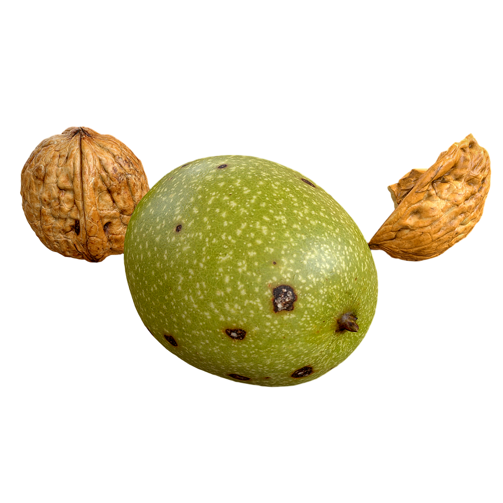 Walnut