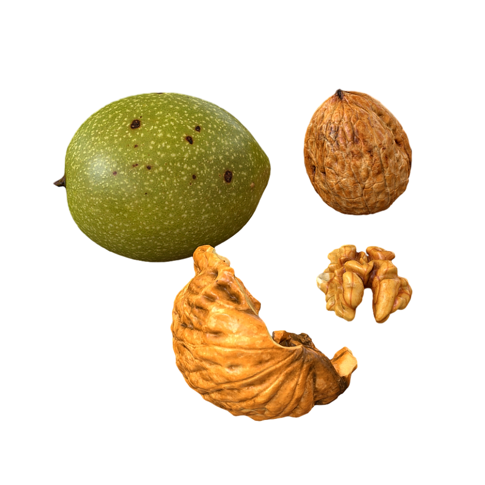 Walnut