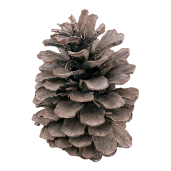 pine cones