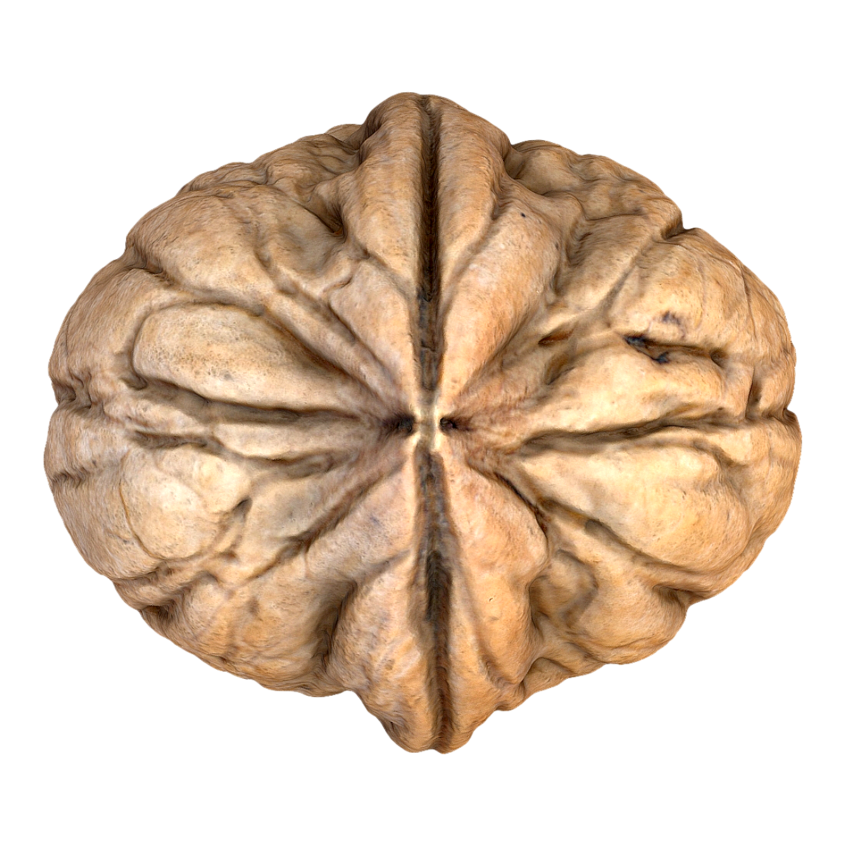 walnut (walnut)