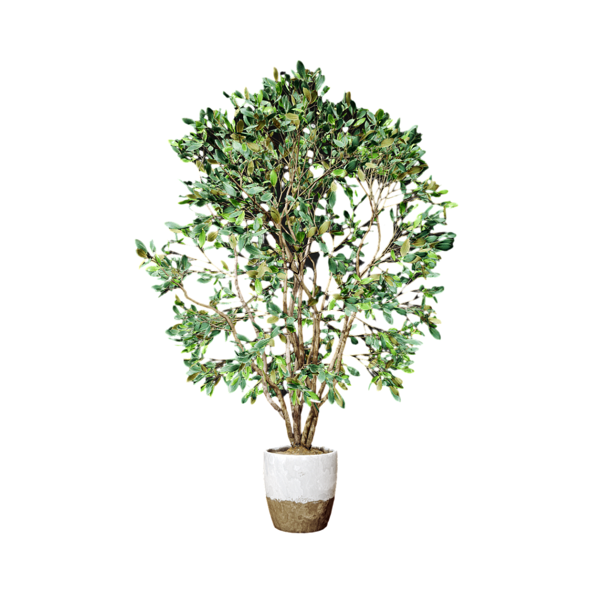 Simple indoor and outdoor small potted plants