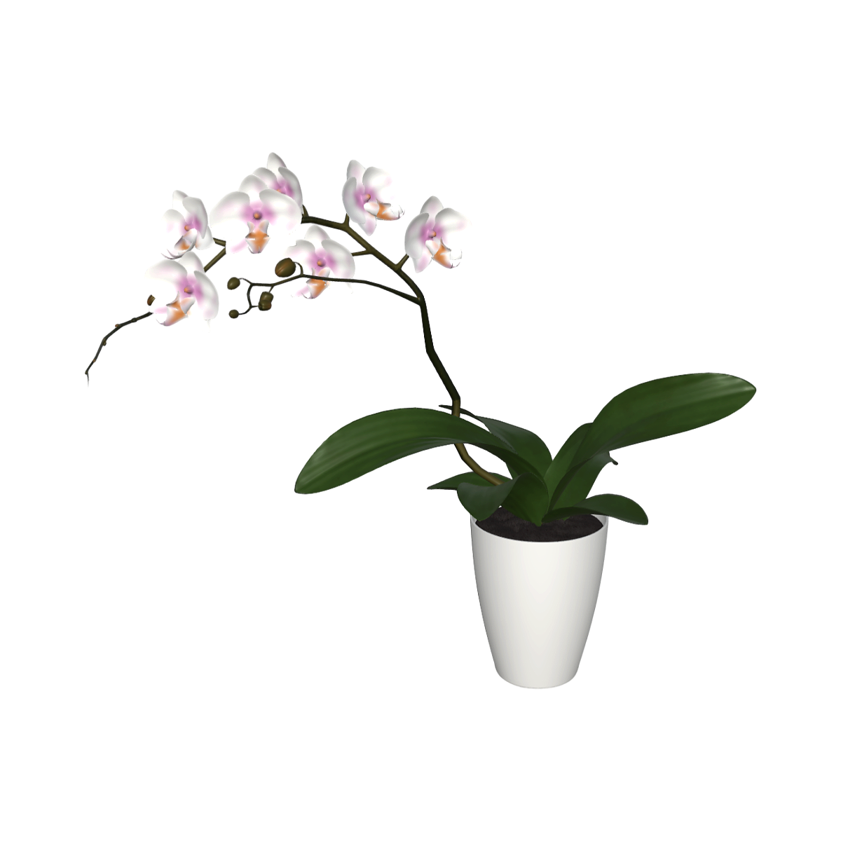 Domestic living room balcony Phalaenopsis flowers