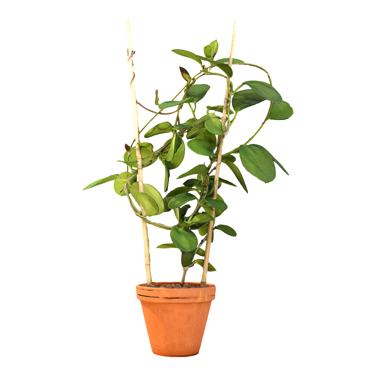 Indoor potted climbing vine green plant
