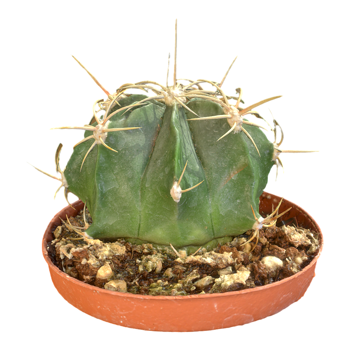 fleshy cactus flower plant cactus indoor potted plant