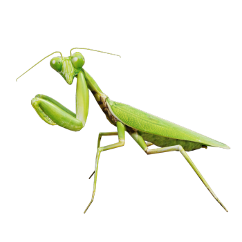 Carnivorous insect Green Mantis