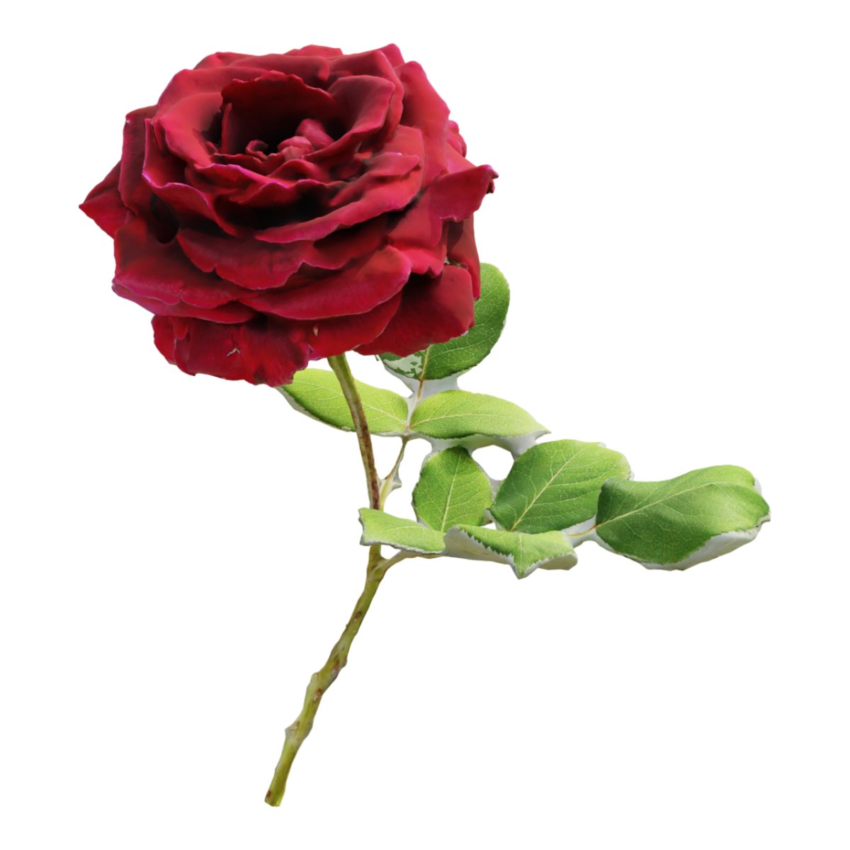 A bright red rose