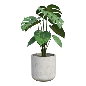 Indoor decoration plant potted turtle bamboo