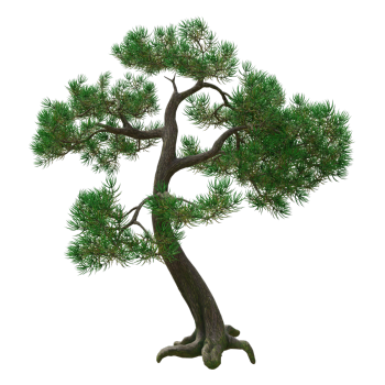 Welcome pine bonsai, real tree, indoor plants, living room, office decorations, potted plants, saplings