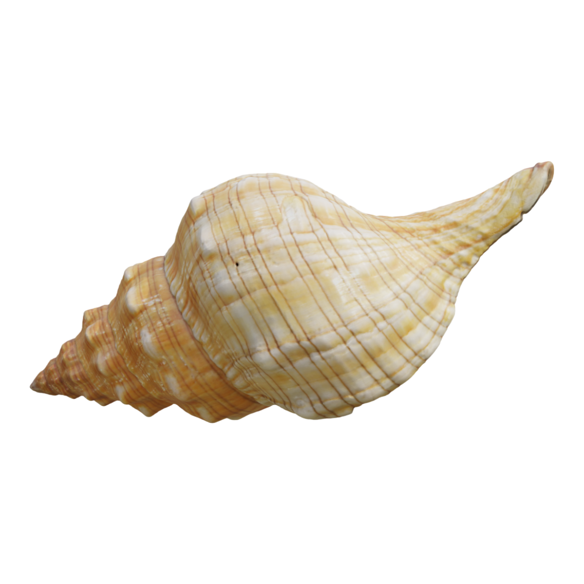 Conch shell, prickly spiral snail, natural small conch, fish tank, aquarium decoration, corner fragrant snail, landscaping