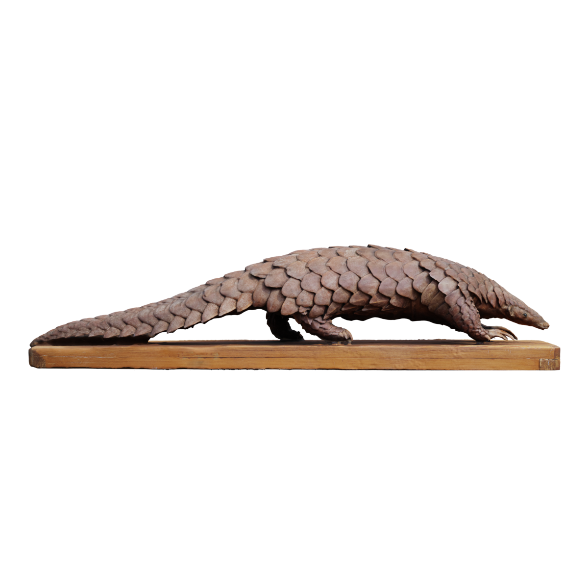 National protected animal pangolin specimens