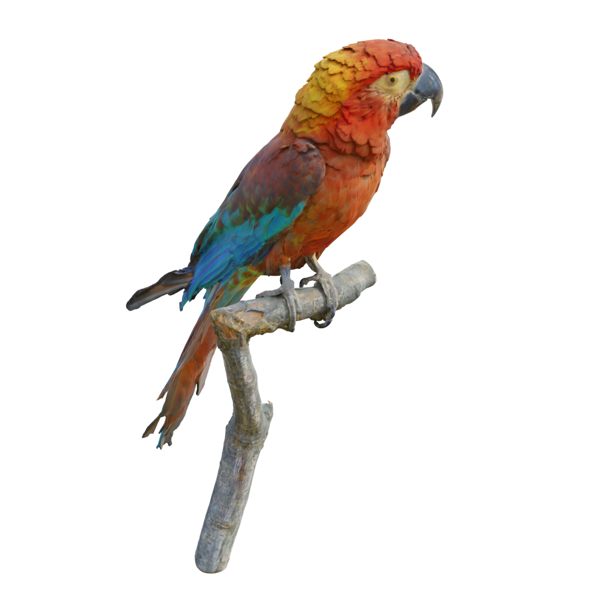 Three color Macaw Specimen 3D Scanning of Cuban Macaw