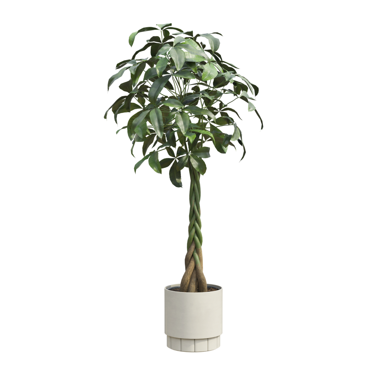 Malabar Chestnut Wealth Tree Plant Bonsai
