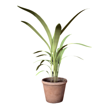 Indoor Green Plant Clivia Potted Plant