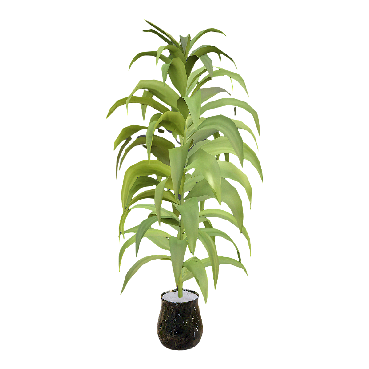 Indoor Green Plant Yemen Iron Potted Plant