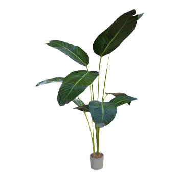 Indoor Green Planting Traveler Banana Potted Plant