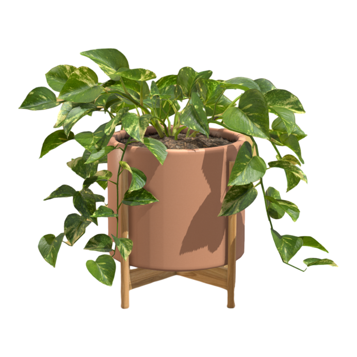 Indoor fresh green ivy potted plant
