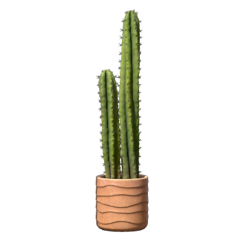 Indoor succulent double-headed cactus potted plant
