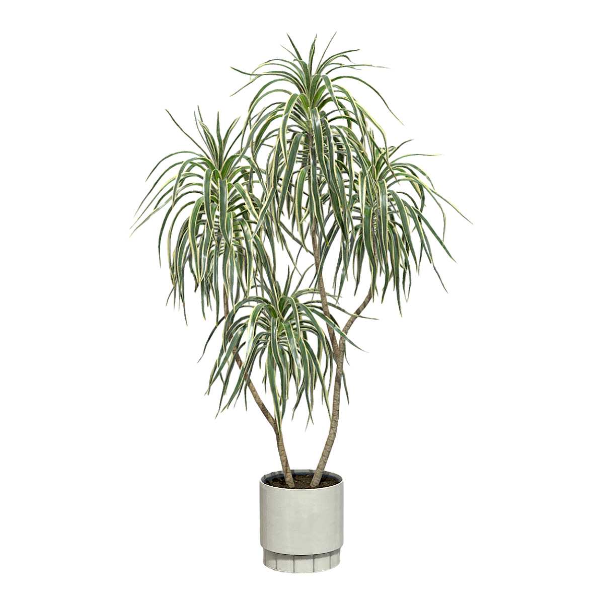 Indoor large green dracaemia potted plant