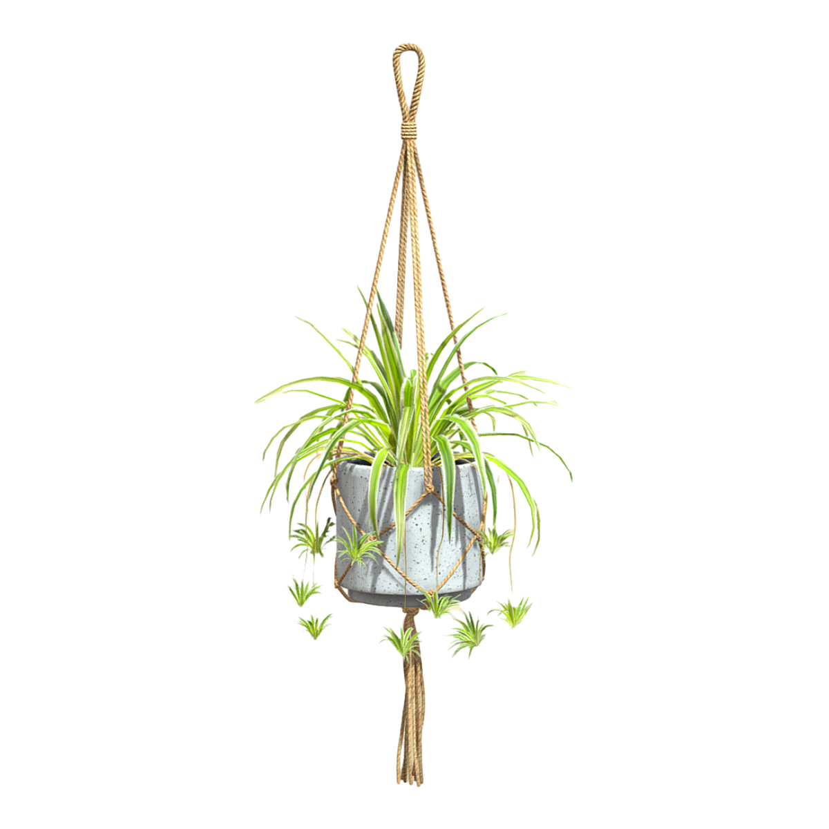 Indoor fresh hanging hanging orchid potted plant