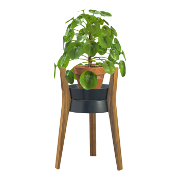 Indoor fresh green plant specular grass potted plant