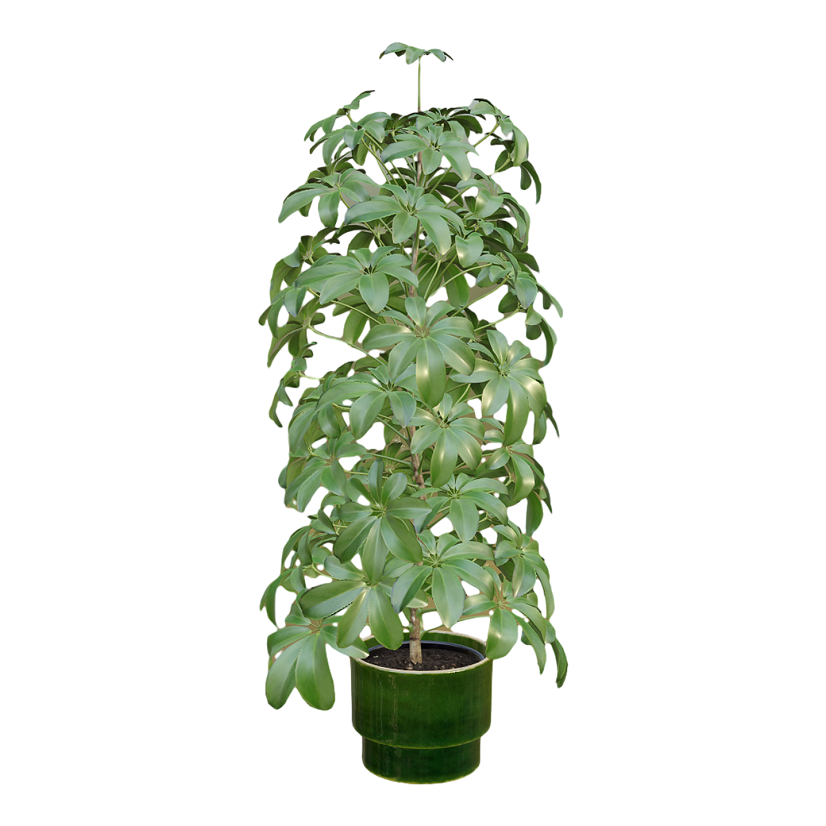 Indoor fresh decoration green plant goose palm potted plant