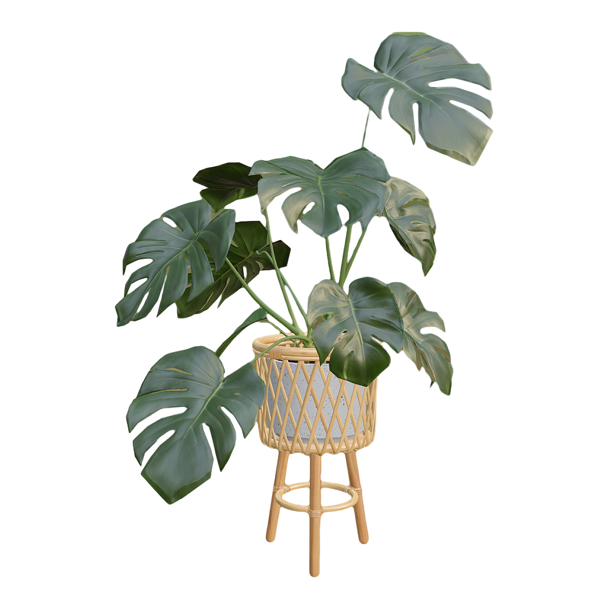 Indoor fresh decoration green plant turtle bamboo tall potted plant