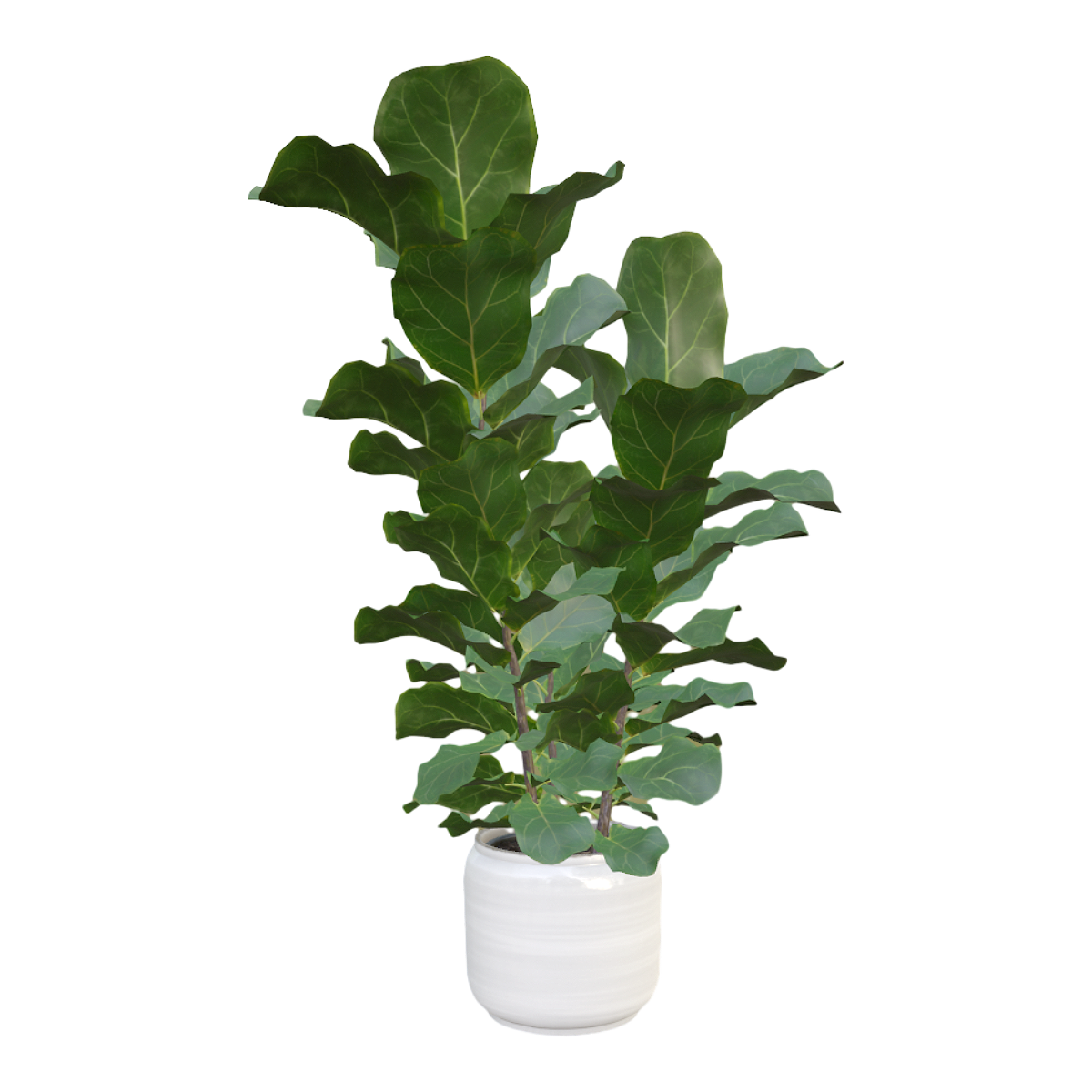 Indoor fresh decoration large green plant harp leaf banyan potted plant