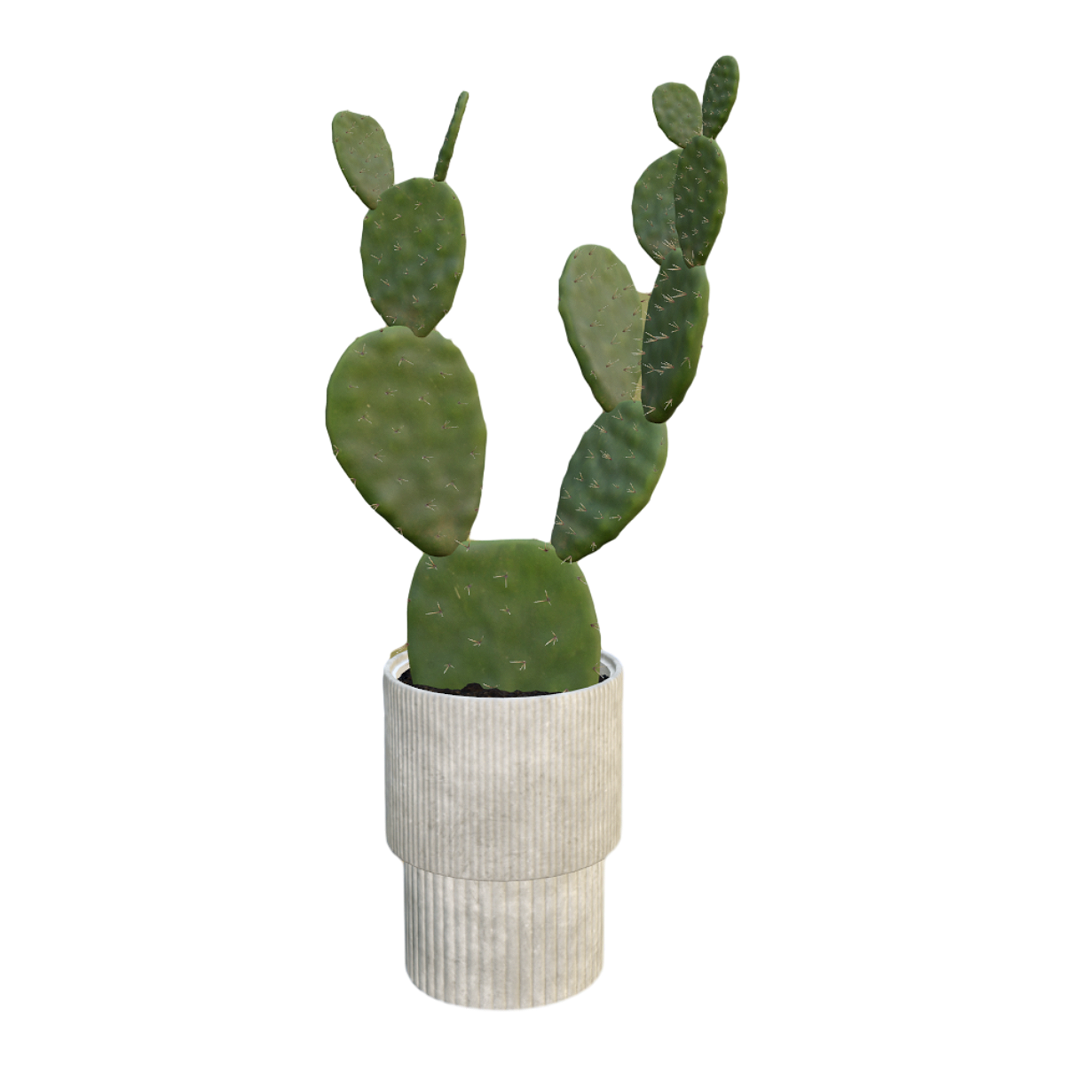 Indoor fresh decoration succulent cactus potted plant