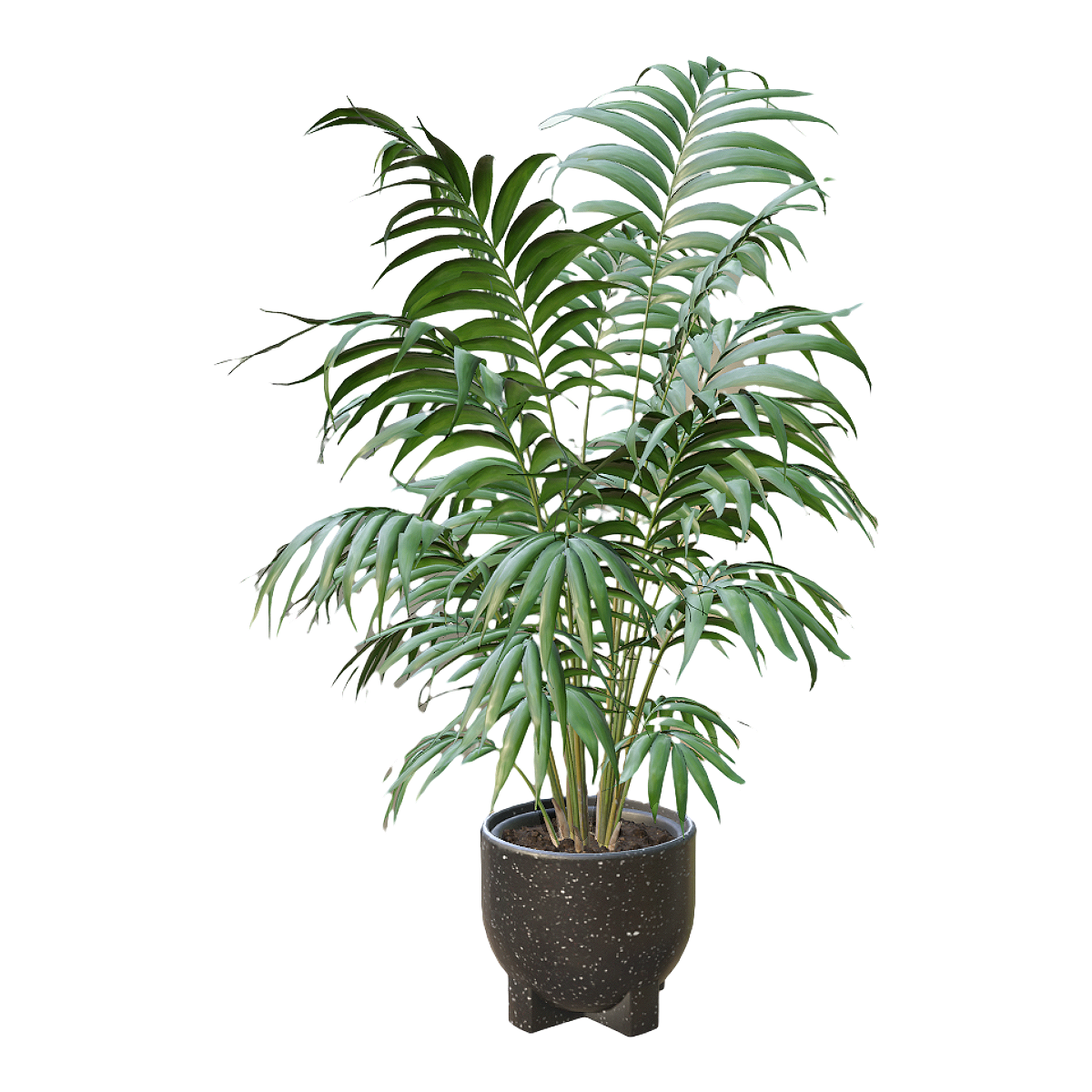 Indoor fresh decoration large green loose anemone potted plant