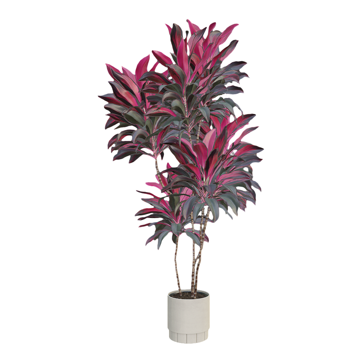 Indoor fresh decoration large green plant Zhu banana potted plant