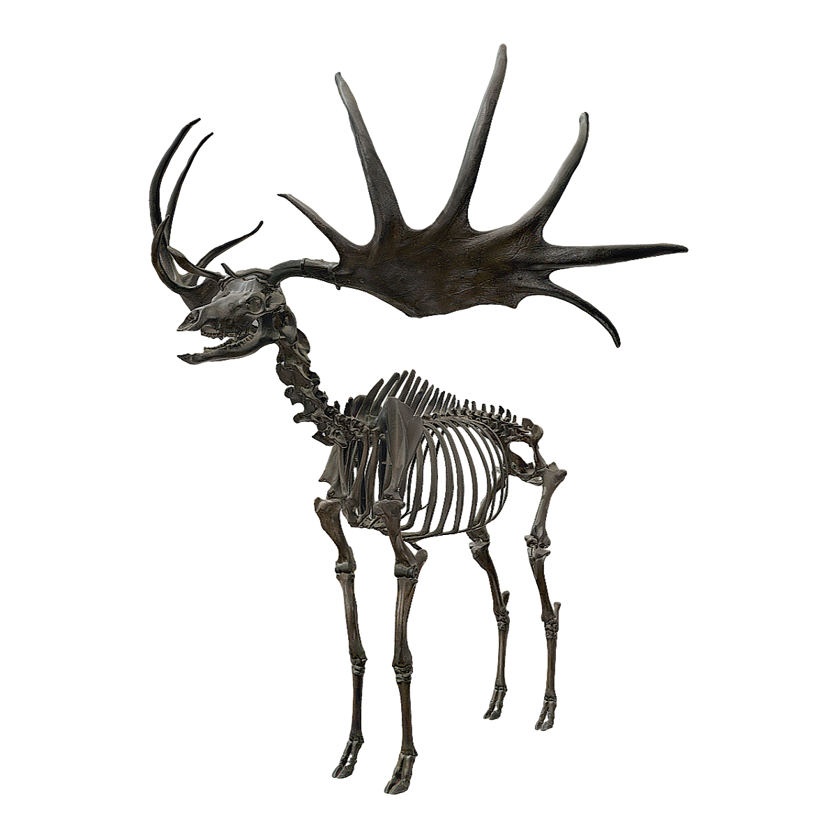 Fossil specimens of Irish elk from the Late Pleistocene in Ireland