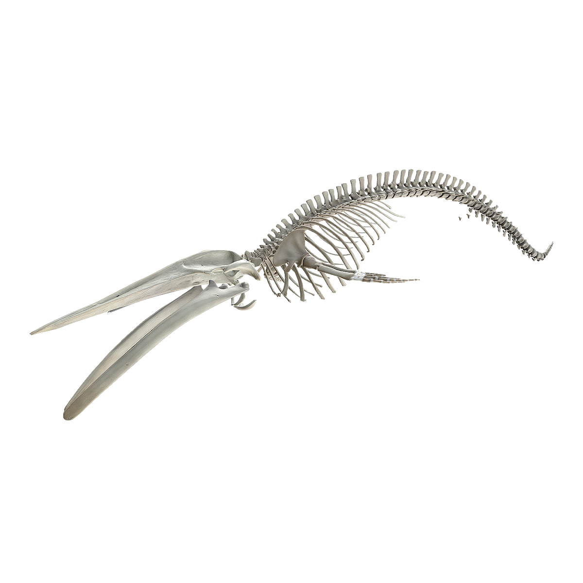 Blue Whale Skeleton, Skeleton Specimen from the Natural History Museum in the UK