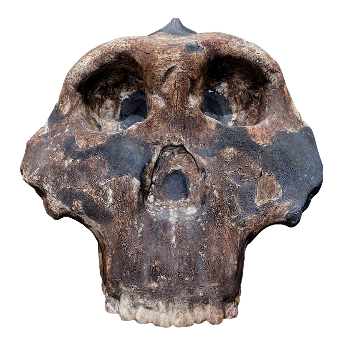 Fossil specimen "Robust Southern Ape Skull" from the National Museum of Anthropology in Mexico