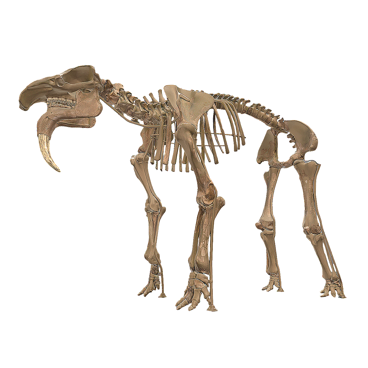 Fossils of terror beasts, fossil specimens from the Vienna Museum of Natural History