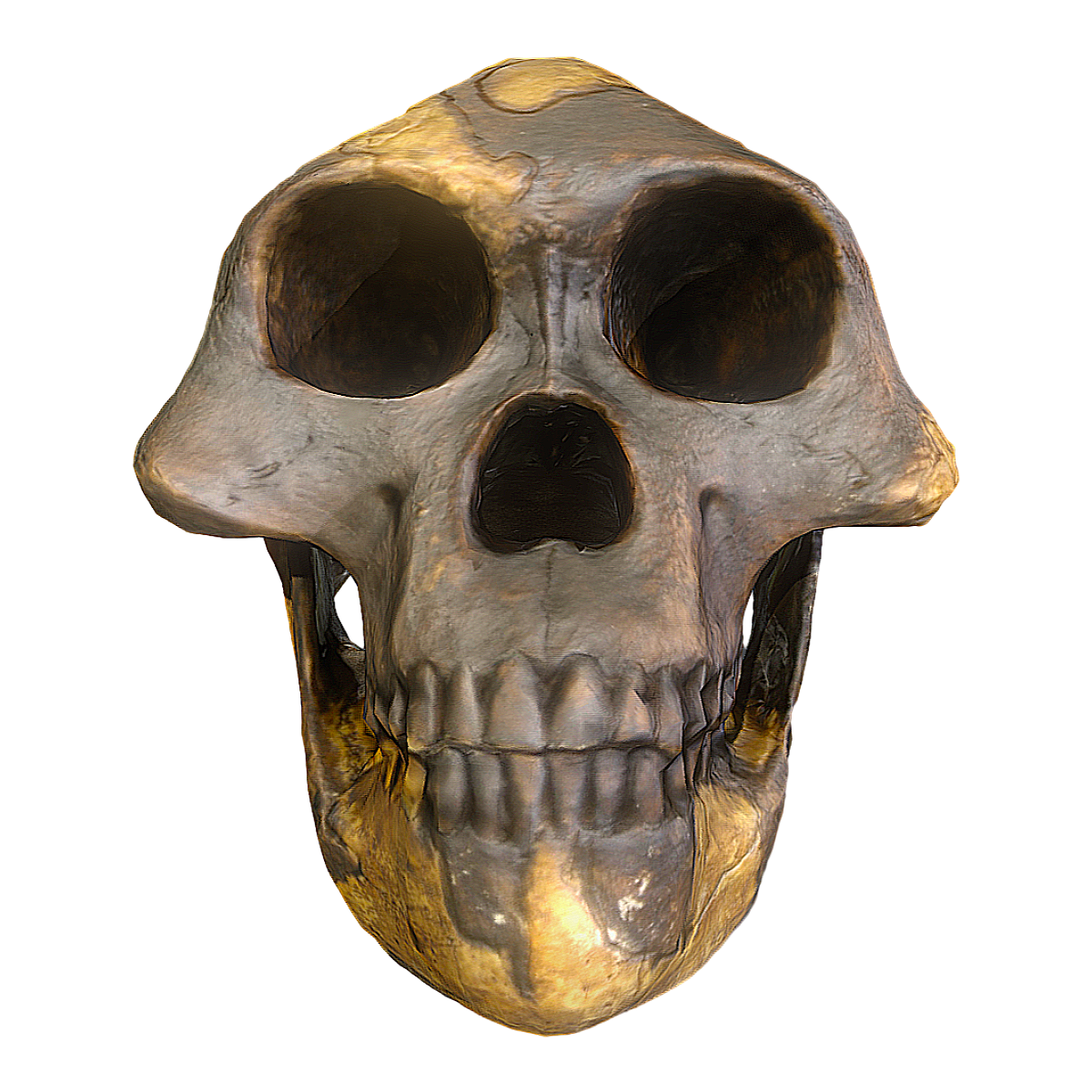 Fossil specimens of Southern Ape skulls from the Oxford Museum of Natural History
