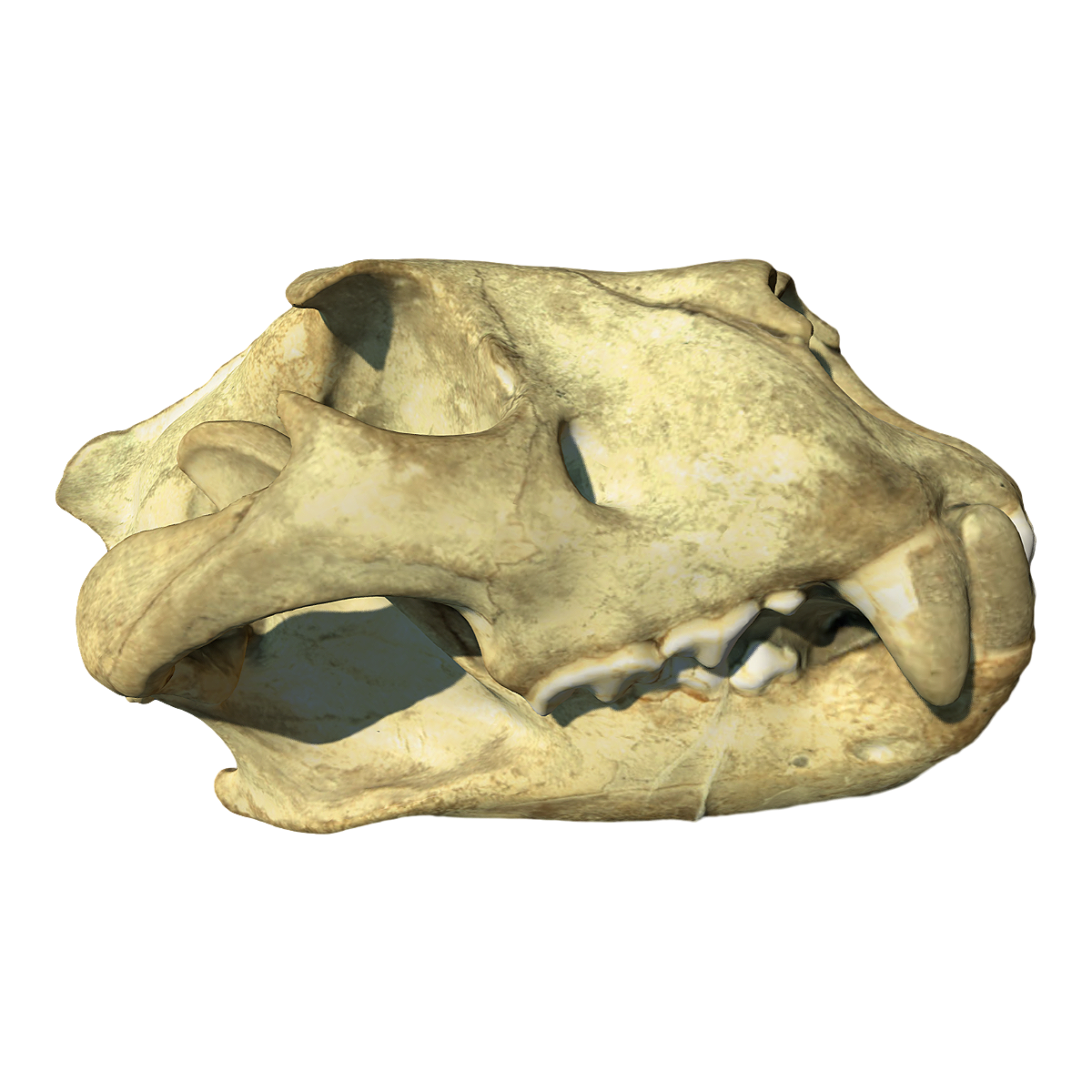 Lion Skull Specimen from Auckland Museum