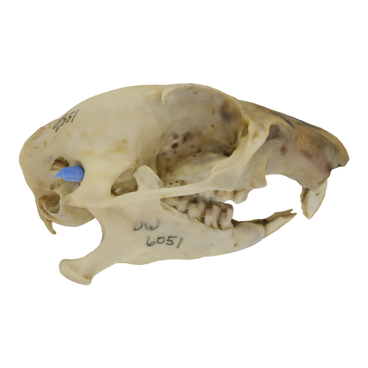 Black tailed groundhog skull specimen, University of Wyoming Library
