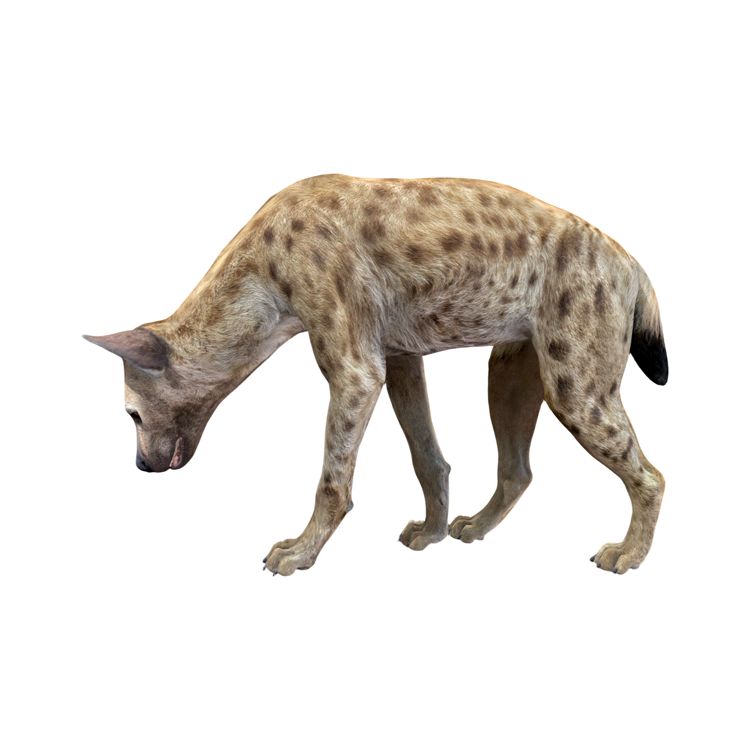 Hyena (3D animated model)