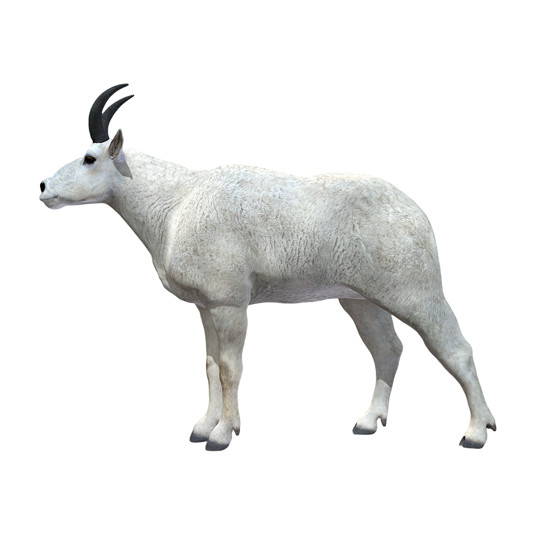 Goat (3D animated model)