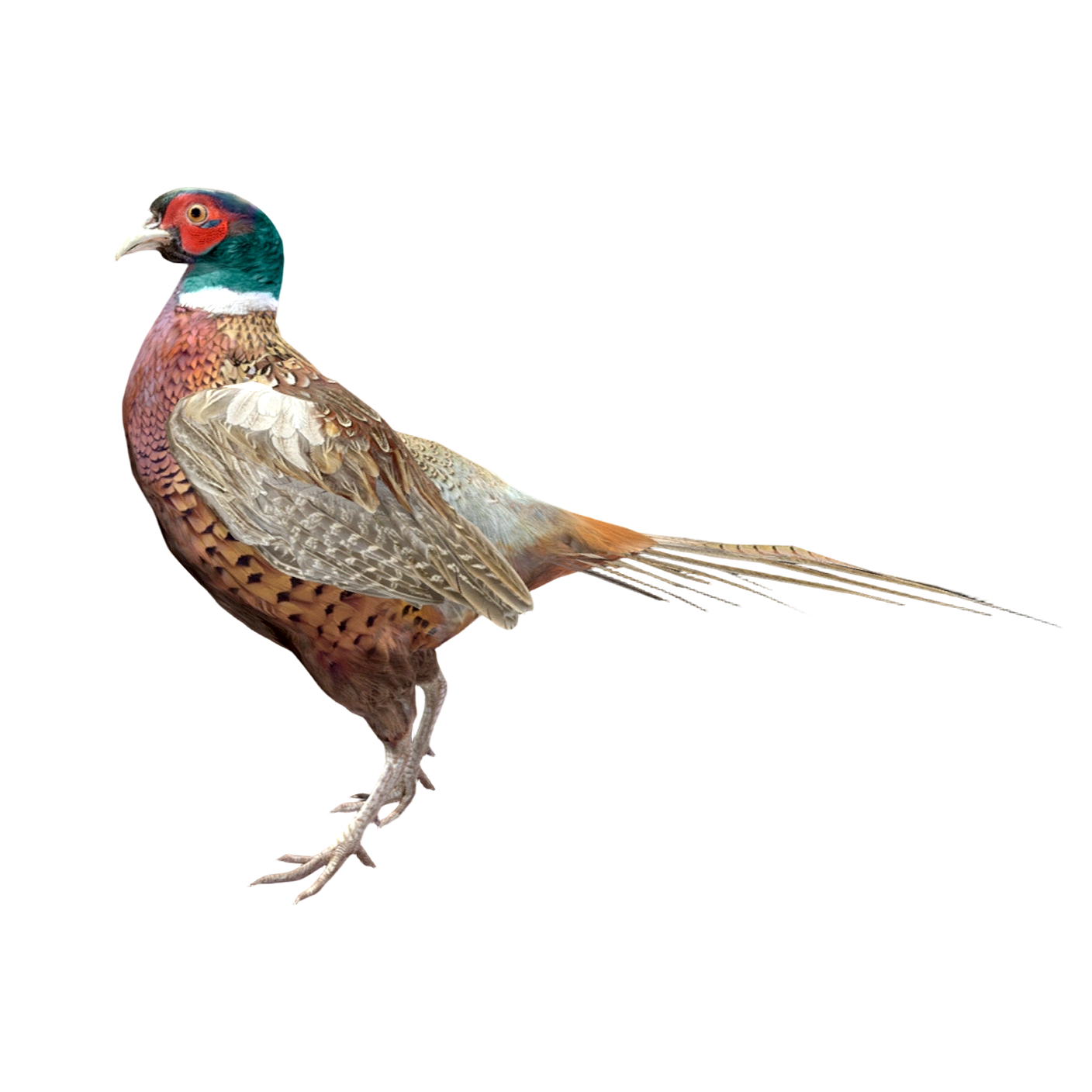 Ring-necked pheasant (3D animated model)