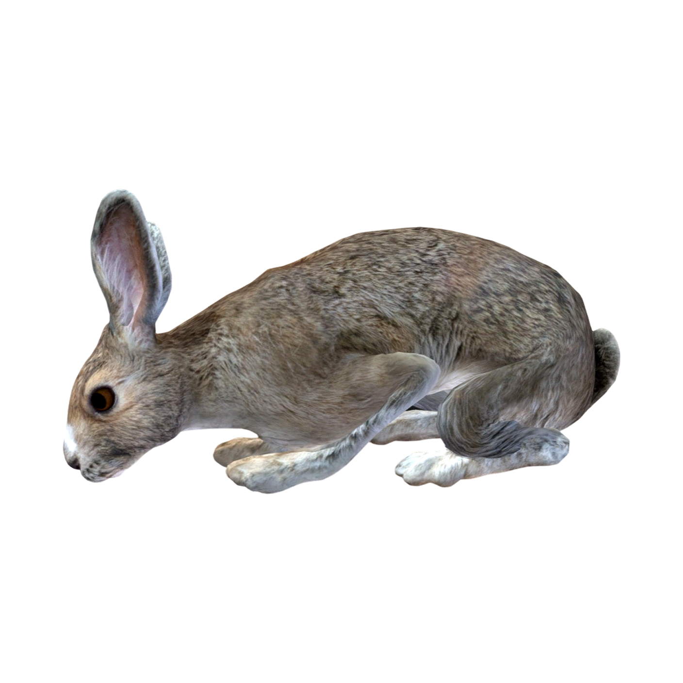 Hare (3D animated model)