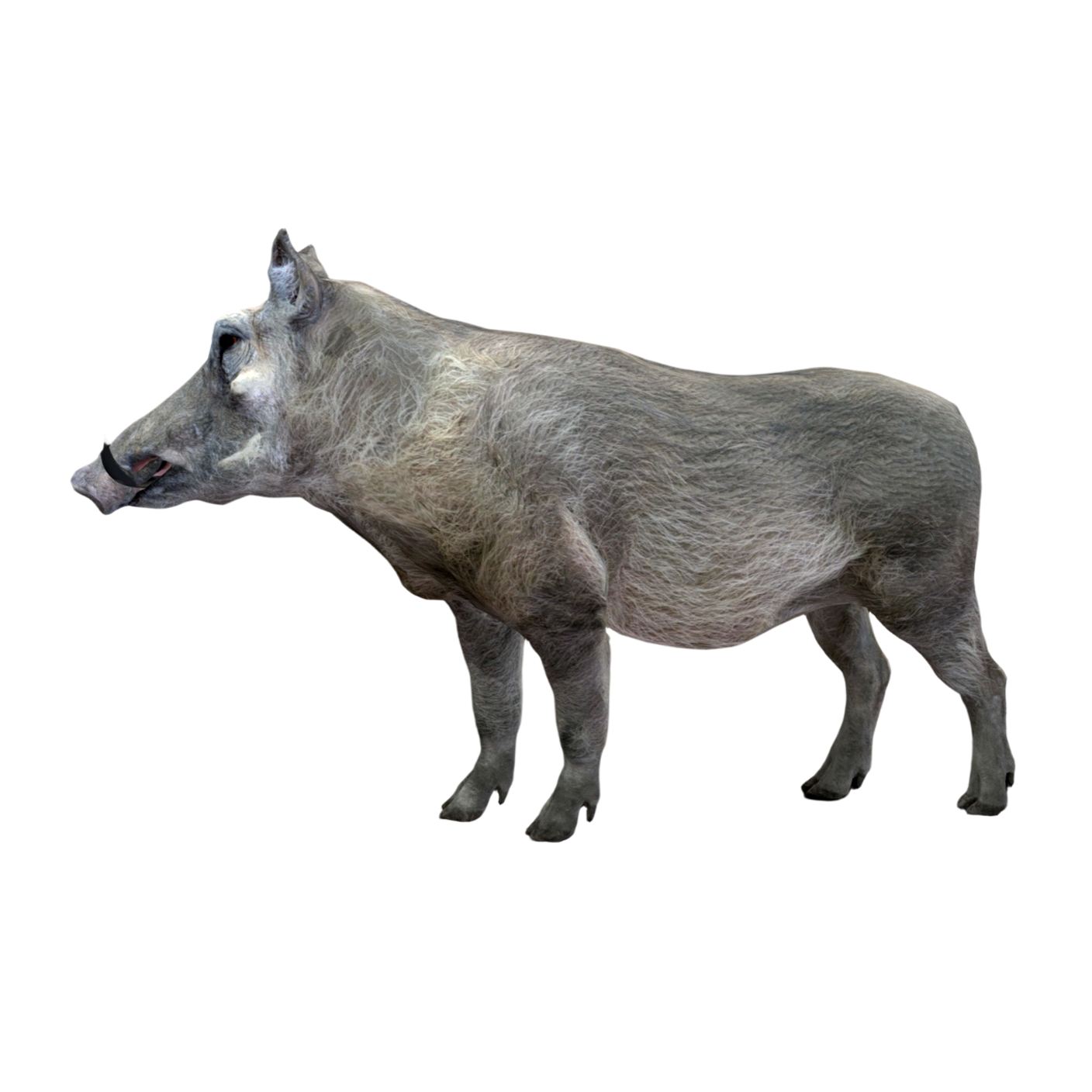 Wild Boar (3D animated model)
