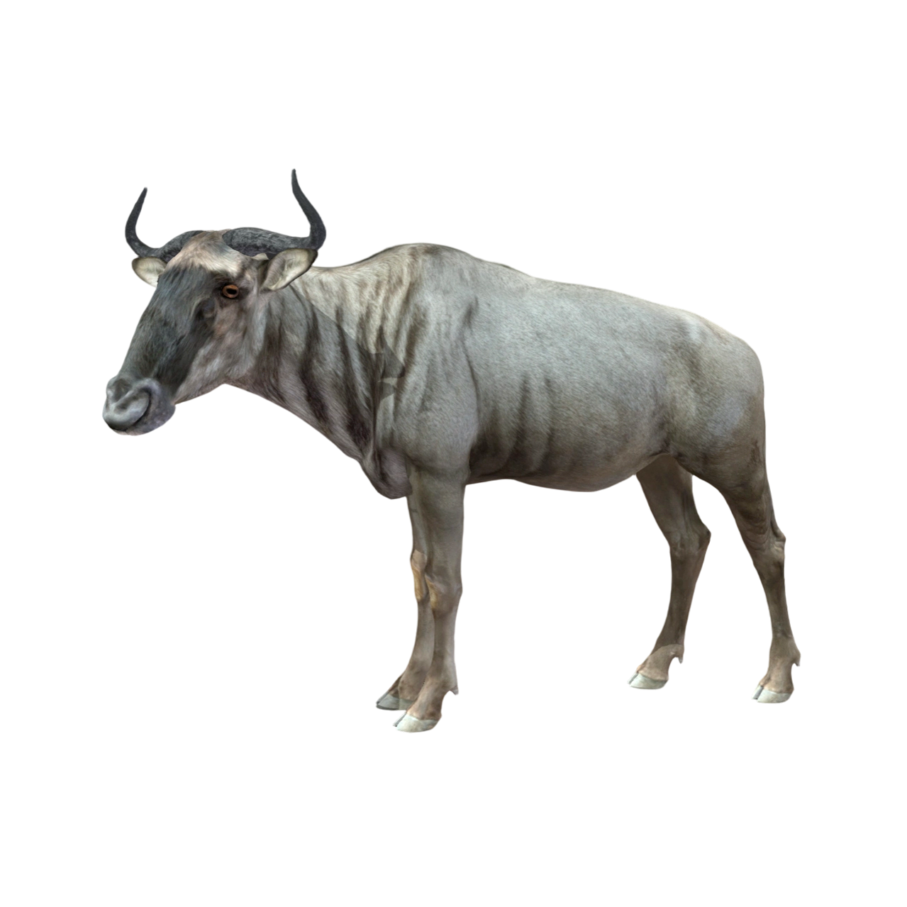 Horses (3D animated model)