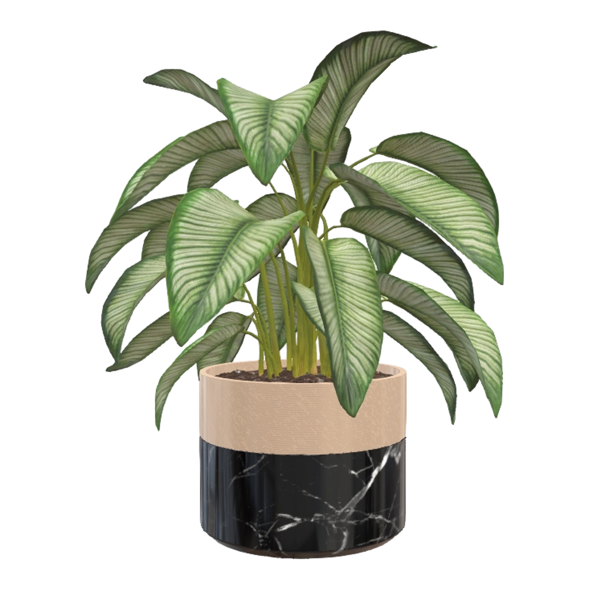 Domesticated taro potted plant